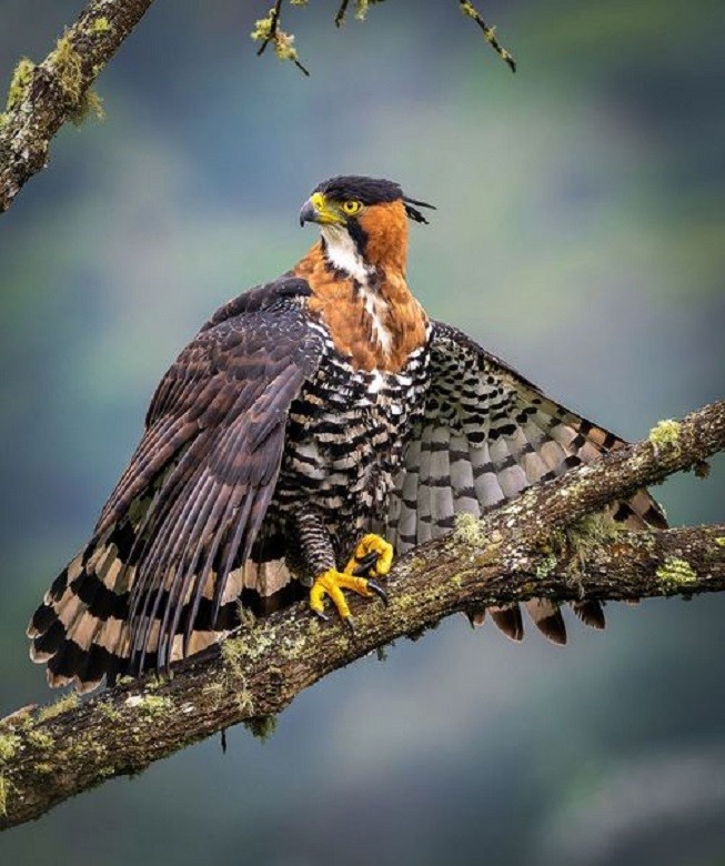 Aigle à crête royale-spizaetus ornatus