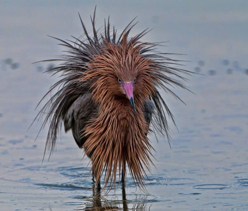 Aigrette roussatre egretta rufescens 