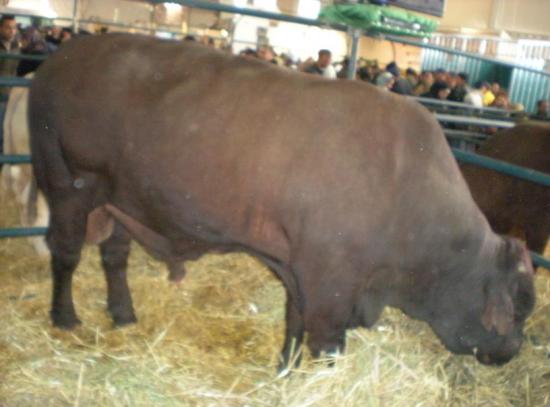 Taureau Santa Gertrudis