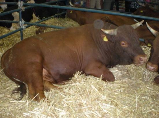 Taureau Oulmes
