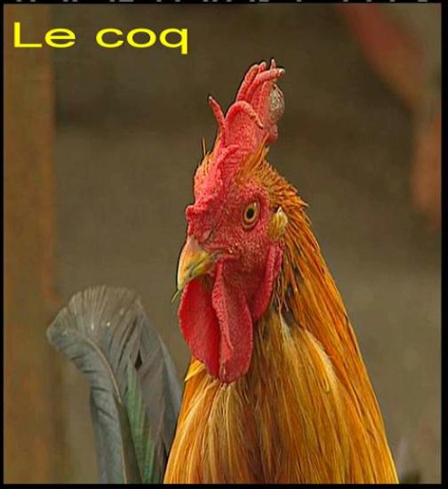 Coq