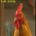 Coq