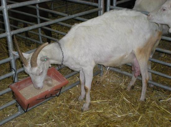 Chevre de race Saanen