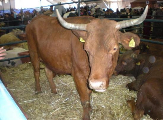 Vache Oulmes
