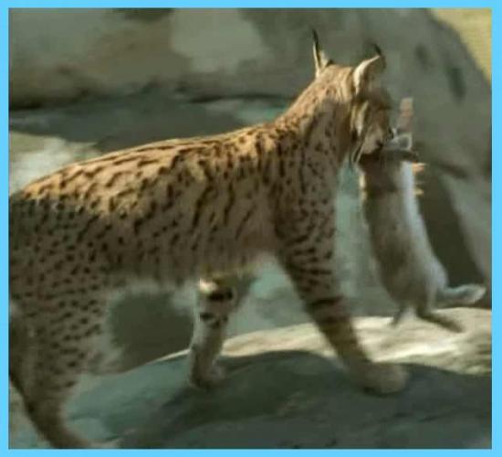 8-Lynx