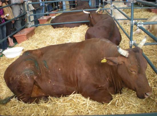 Vache Santa Gertrudis