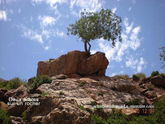 Deux arbres sur un rocher_2