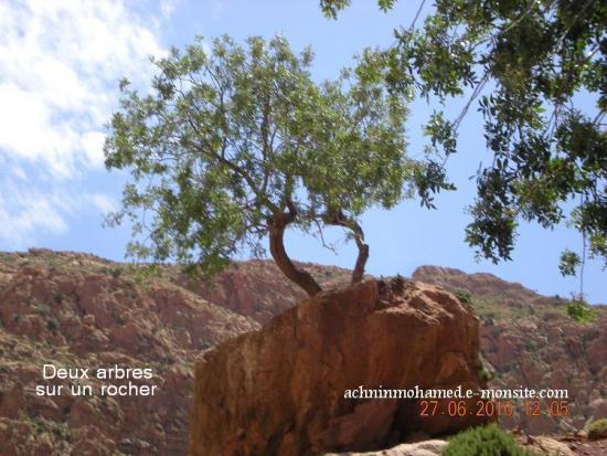 Deux arbres sur un rocher