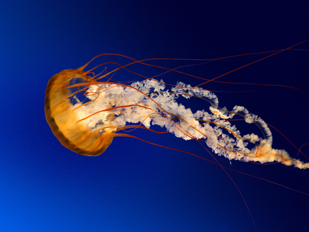 Meduse (Jellyfish)