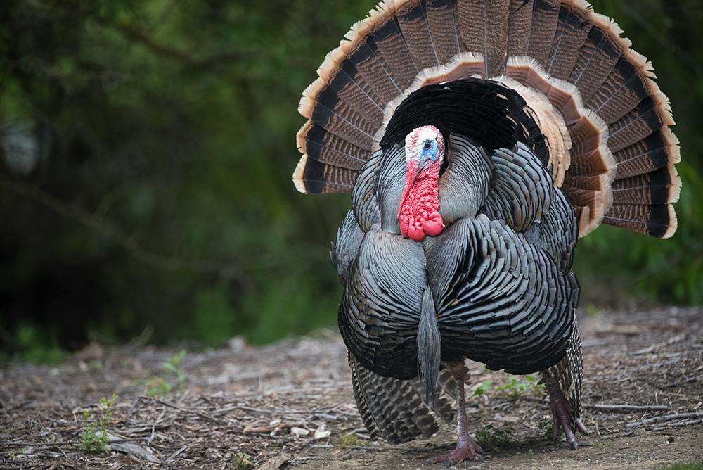 Dinde domestique meleagris gallopavo domesticus